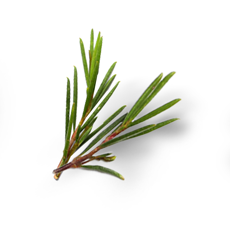 Sprig of tea tree on a reflective surface that Avarelle's Total Calming Toner Pads are made from.